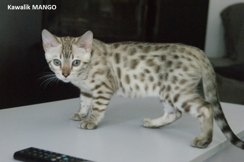 male bengal snow mink spotted